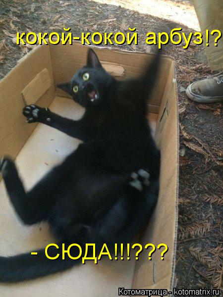 кокой-кокой арбуз !? - СЮДА!!!???... Котоматрица: кокой-кокой арбуз !? - СЮДА!!!???