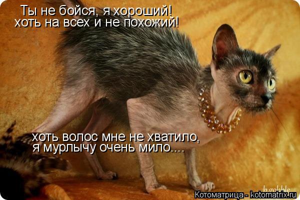 Ты не бойся, я хороший! хоть на всех и не похожий! хоть волос мне не хватило, я мурлычу очень мило...... Котоматрица: Ты не бойся, я хороший! хоть на всех и не похожий! хоть волос мне не хватило, я мурлычу очень мило....