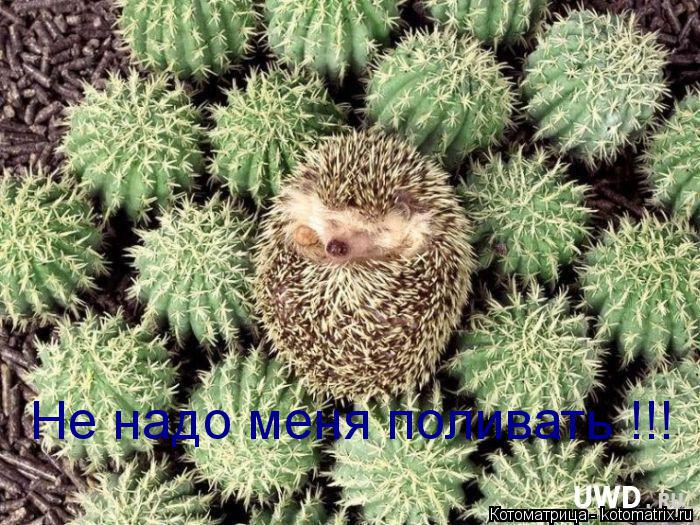 Не надо меня поливать !!!... Котоматрица: Не надо меня поливать !!!