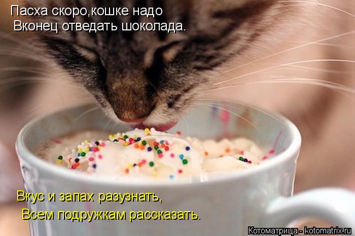 Пасха скоро,кошке надо Вконец отведать шоколада. Вкус и запах разузнать, Всем подружкам рассказать.... Котоматрица: Пасха скоро,кошке надо Вконец отведать шоколада. Вкус и запах разузнать, Всем подружкам рассказать.