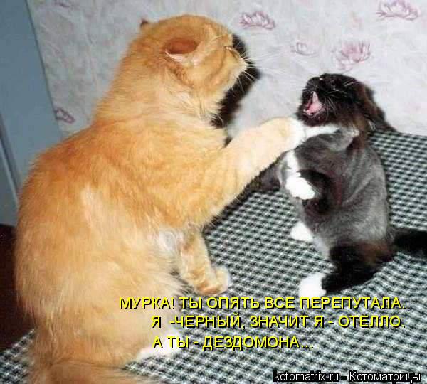 МУРКА! ТЫ ОПЯТЬ ВСЕ ПЕРЕПУТАЛА. Я -ЧЕРНЫЙ, ЗНАЧИТ Я - ОТЕЛЛО. А ТЫ - ДЕЗДОМОНА...... Котоматрица: МУРКА! ТЫ ОПЯТЬ ВСЕ ПЕРЕПУТАЛА. Я -ЧЕРНЫЙ, ЗНАЧИТ Я - ОТЕЛЛО. А ТЫ - ДЕЗДОМОНА...