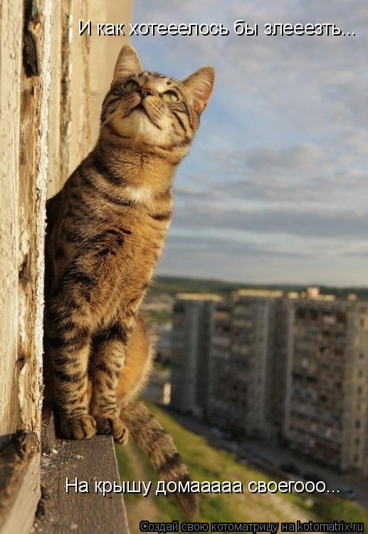 И как хотееелось бы злееезть... На крышу домааааа своегооо...... Котоматрица: И как хотееелось бы злееезть... На крышу домааааа своегооо...