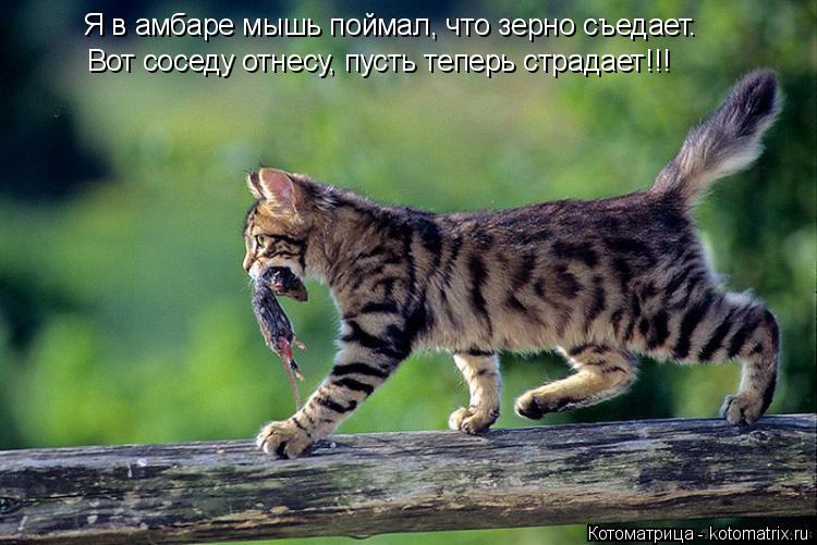 Я в амбаре мышь поймал, что зерно съедает. Вот соседу отнесу, пусть теперь страдает!!!... Котоматрица: Я в амбаре мышь поймал, что зерно съедает. Вот соседу отнесу, пусть теперь страдает!!!