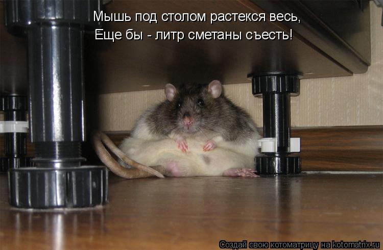 Мышь под столом растекся весь, Еще бы - литр сметаны съесть!... Котоматрица: Мышь под столом растекся весь, Еще бы - литр сметаны съесть!