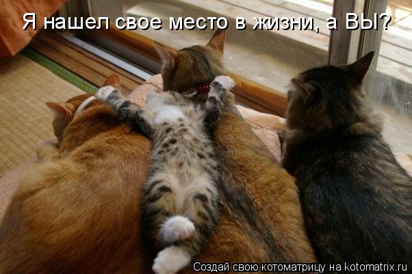 Я нашел свое место в жизни, а ВЫ?... Котоматрица: Я нашел свое место в жизни, а ВЫ?