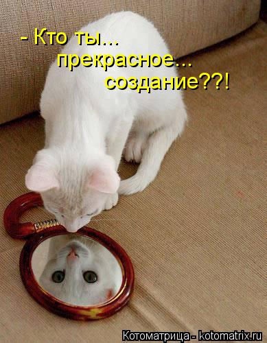 - Кто ты... прекрасное... создание??!... Котоматрица: - Кто ты... прекрасное... создание??!