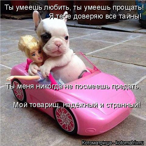 Ты умеешь любить, ты умеешь прощать! Я тебе доверяю все тайны! Ты меня никогда не посмеешь предать,... Котоматрица: Ты умеешь любить, ты умеешь прощать! Я тебе доверяю все тайны! Ты меня никогда не посмеешь предать, Мой товарищ, надёжный и странный!
