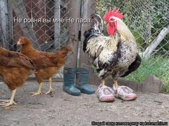 Не ровня вы мне!Не пара...... Котоматрица: Не ровня вы мне!Не пара...