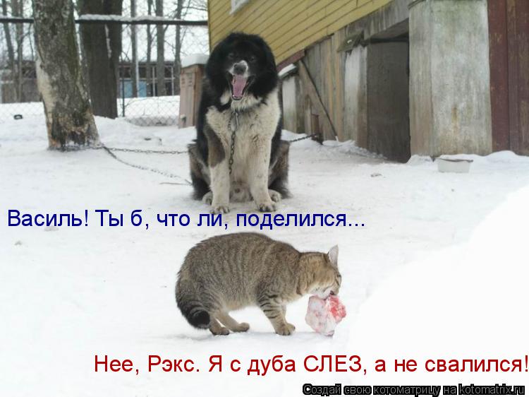 Нее, Рэкс. Я с дуба СЛЕЗ, а не свалился! Василь! Ты б, что ли, поделился...... Котоматрица: Нее, Рэкс. Я с дуба СЛЕЗ, а не свалился! Василь! Ты б, что ли, поделился...