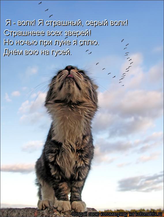 Я - волк! Я страшный, серый волк! Страшнеее всех зверей! Но ночью при луне я сплю. Днём вою на гусей.... Котоматрица: Я - волк! Я страшный, серый волк! Страшнеее всех зверей! Но ночью при луне я сплю. Днём вою на гусей.