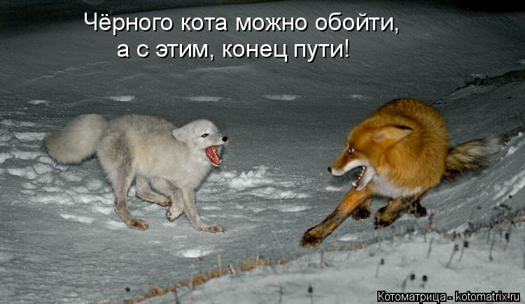 Чёрного кота можно обойти, а с этим, конец пути!... Котоматрица: Чёрного кота можно обойти, а с этим, конец пути!
