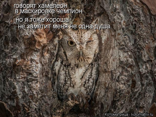 говорят хамелеон в маскировке чемпион но я тоже хороша не заметит меня не одна душа... Котоматрица: говорят хамелеон в маскировке чемпион но я тоже хороша не заметит меня не одна душа