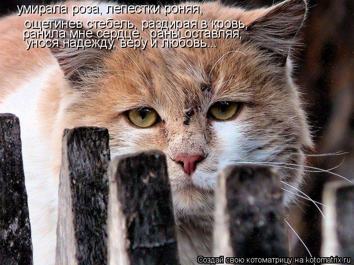 умирала роза, лепестки роняя, ощетинев стебель, раздирая в кровь, ранила мне сердце, раны оставляя, ... Котоматрица: умирала роза, лепестки роняя, ощетинев стебель, раздирая в кровь, ранила мне сердце, раны оставляя, унося надежду, веру и любовь...