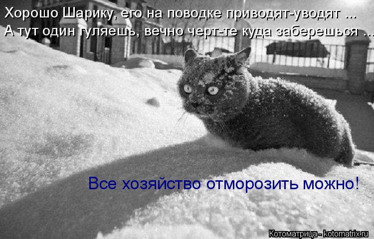 Хорошо Шарику, его на поводке приводят-уводят ... А тут один гуляешь, вечно черт-те куда заберешься .... Котоматрица: Хорошо Шарику, его на поводке приводят-уводят ... А тут один гуляешь, вечно черт-те куда заберешься ... Все хозяйство отморозить можно!