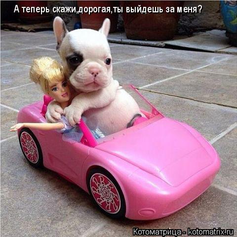 А теперь скажи,дорогая,ты выйдешь за меня?... Котоматрица: А теперь скажи,дорогая,ты выйдешь за меня?