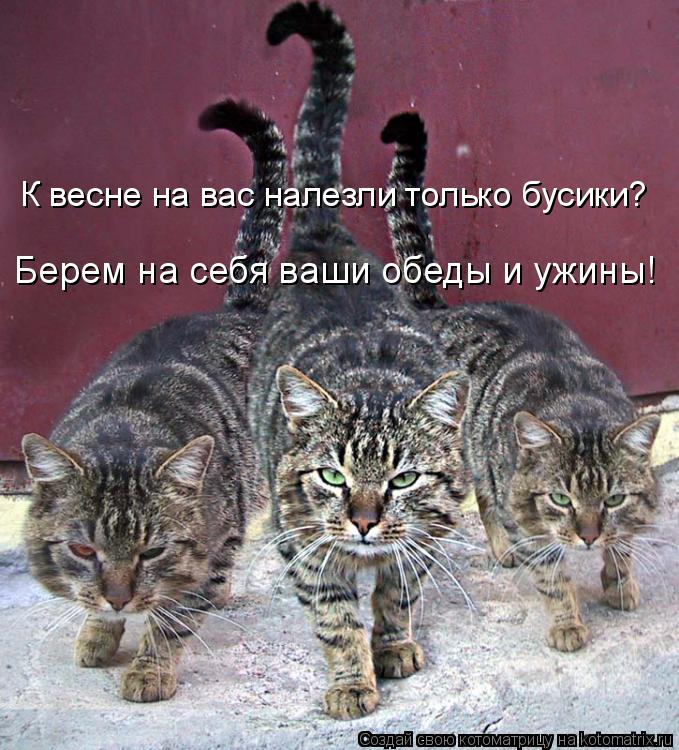 Берем на себя ваши обеды и ужины! К весне на вас налезли только бусики?... Котоматрица: Берем на себя ваши обеды и ужины! К весне на вас налезли только бусики?