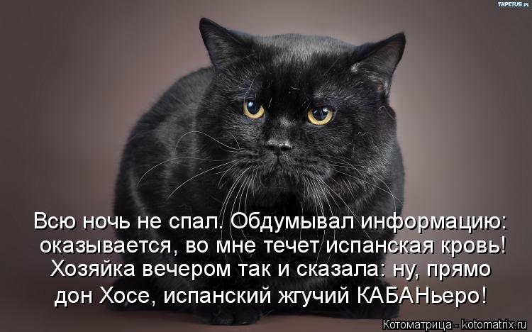 Всю ночь не спал. Обдумывал информацию: оказывается, во мне течет испанская кровь! Хозяйка вечером та... Котоматрица: Всю ночь не спал. Обдумывал информацию: оказывается, во мне течет испанская кровь! Хозяйка вечером так и сказала: ну, прямо дон Хосе, испанск
