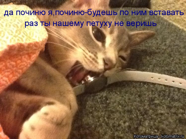 Котоматрица: да починю я,починю-будешь по ним вставать раз ты нашему петуху не веришь