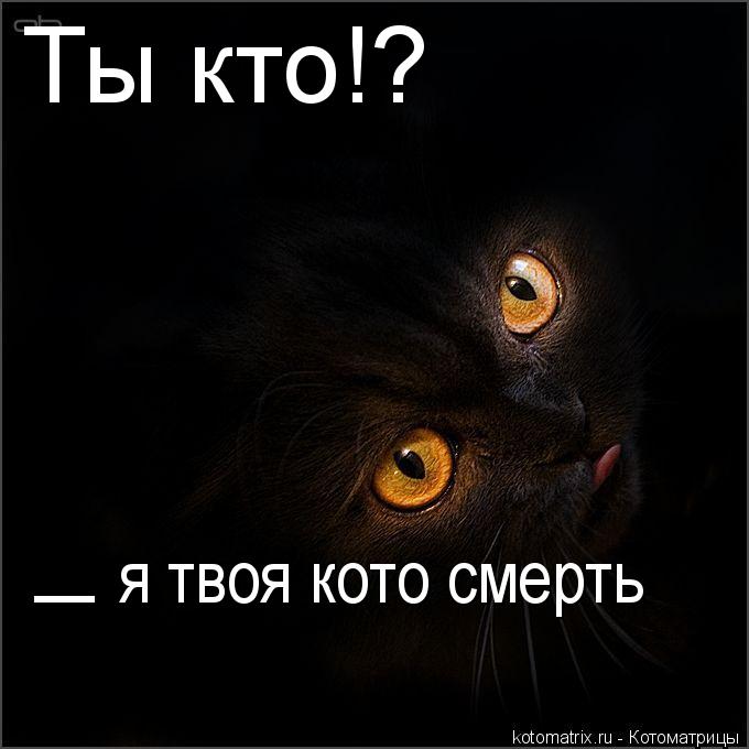 Ты кто!? _ я твоя кото смерть... Котоматрица: Ты кто!? _ я твоя кото смерть