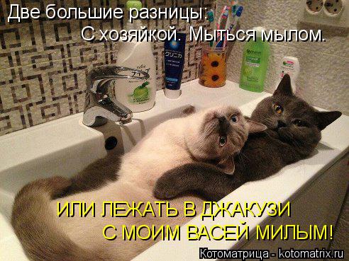Две большие разницы: С хозяйкой. Мыться мылом. ИЛИ ЛЕЖАТЬ В ДЖАКУЗИ С МОИМ ВАСЕЙ МИЛЫМ!... Котоматрица: Две большие разницы: С хозяйкой. Мыться мылом. ИЛИ ЛЕЖАТЬ В ДЖАКУЗИ С МОИМ ВАСЕЙ МИЛЫМ!