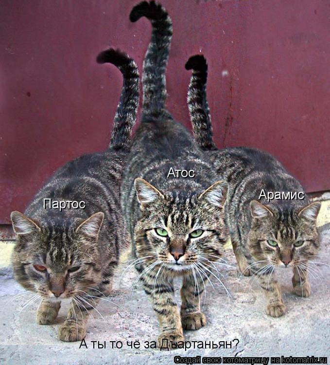 Атос Партос Арамис А ты то чё за Дъартаньян?... Котоматрица: Атос Партос Арамис А ты то чё за Дъартаньян?
