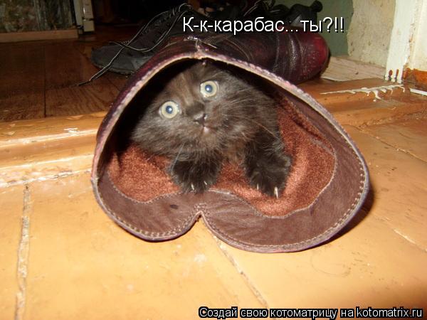 Котоматрица: К-к-карабас...ты?!!