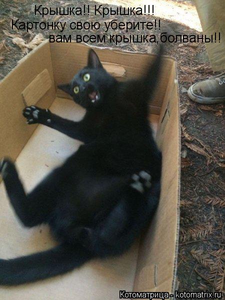 Котоматрица: Крышка!! Крышка!!!  Картонку свою уберите!!  вам всем крышка,болваны!!