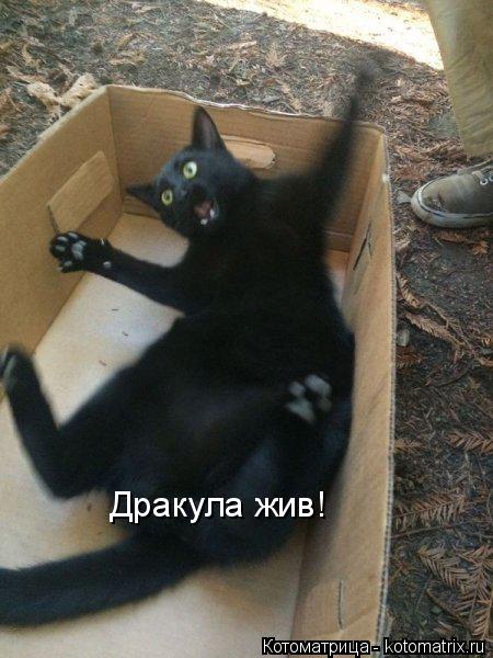 Дракула жив!... Котоматрица: Дракула жив!