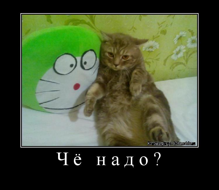 Чё надо? ... Котоматрица: Чё надо?