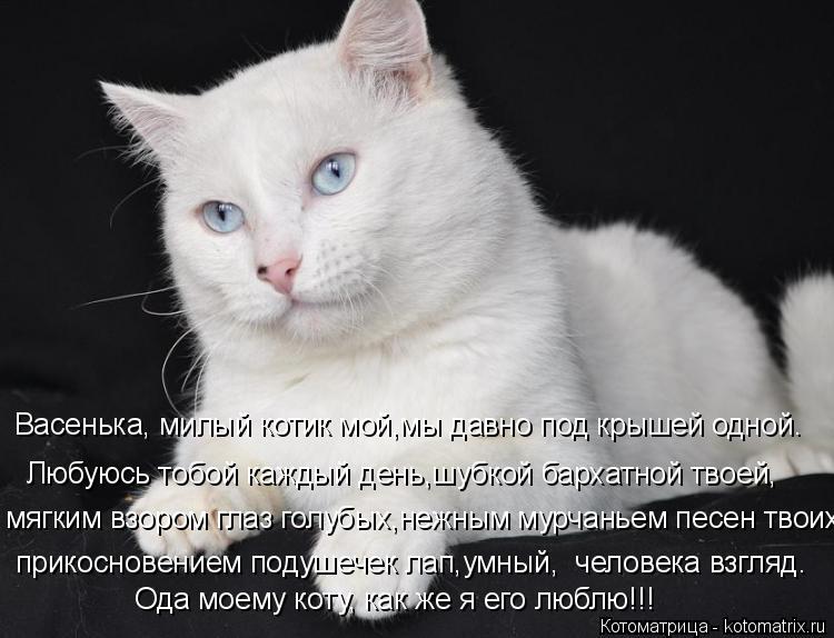 Котоматрица: Васенька, милый котик мой,мы давно под крышей одной. Любуюсь тобой каждый день,шубкой бархатной твоей, мягким взором глаз голубых,нежным му