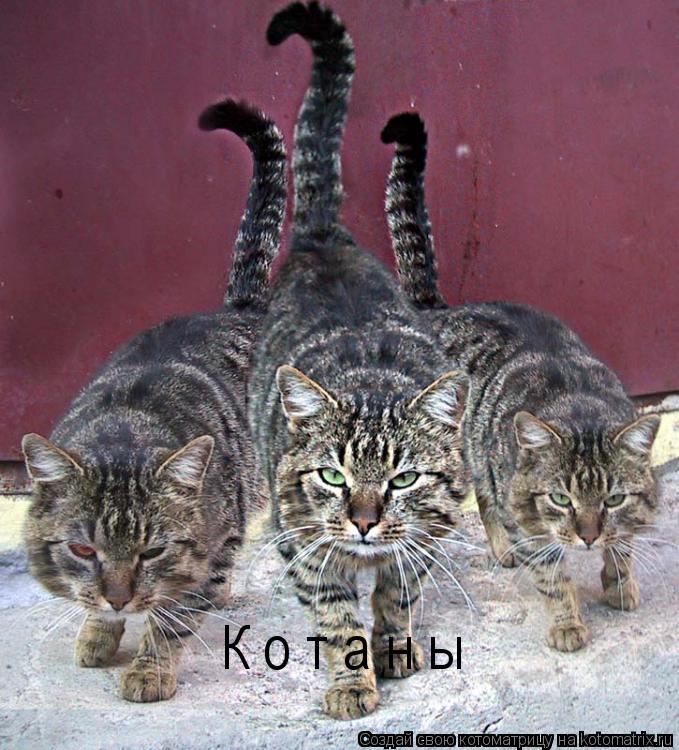 Котоматрица: К о т а н ы