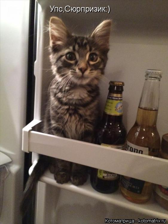 Упс,Сюрпризик:)... Котоматрица: Упс,Сюрпризик:)