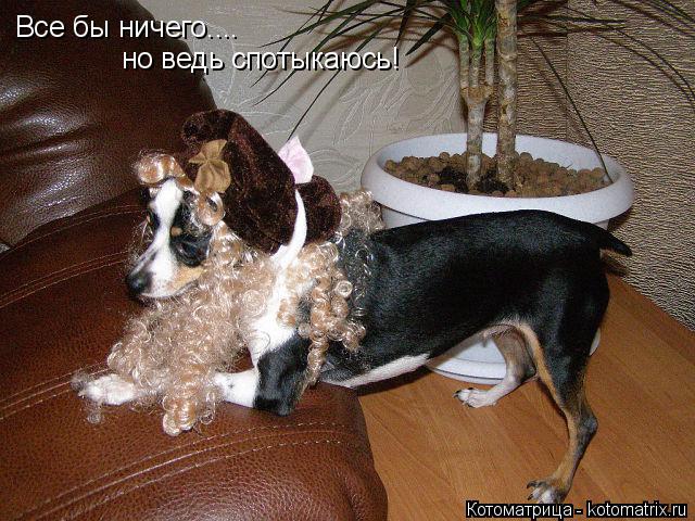 Котоматрица: Все бы ничего.... но ведь спотыкаюсь!