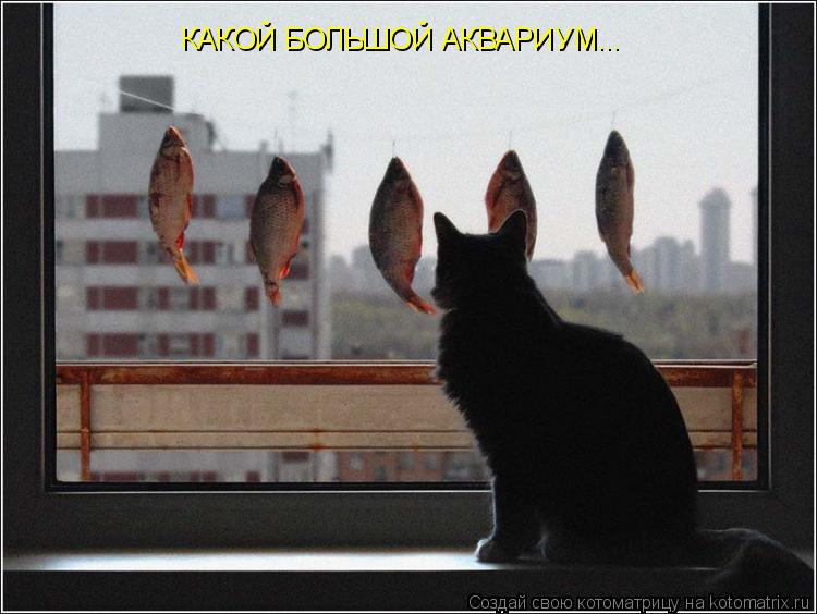 Котоматрица: КАКОЙ БОЛЬШОЙ АКВАРИУМ...