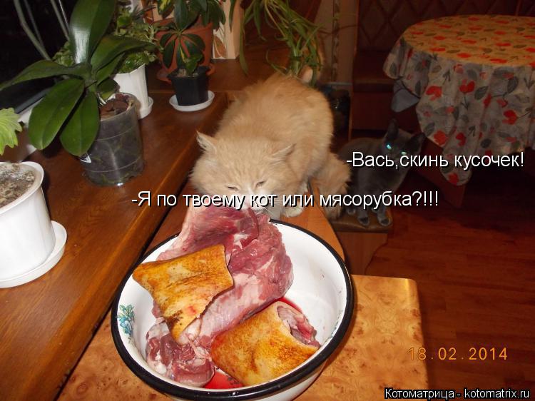 Котоматрица: -Вась,скинь кусочек! -Я по твоему кот или мясорубка?!!!