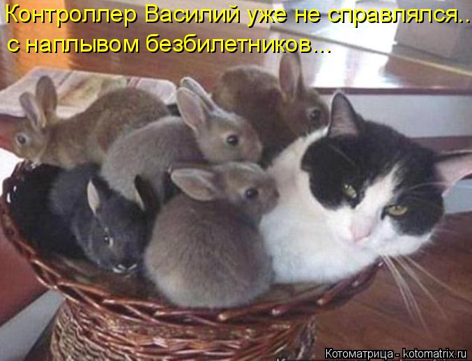 Котоматрица: Контроллер Василий уже не справлялся... с наплывом безбилетников...