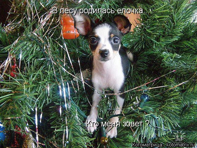 В лесу родилась елочка... -- Кто меня зовет ?... Котоматрица: В лесу родилась елочка... -- Кто меня зовет ?