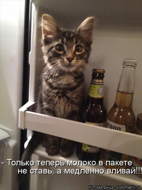 - Только теперь молоко в пакете не ставь, а медленно вливай!!!... Котоматрица: - Только теперь молоко в пакете не ставь, а медленно вливай!!!