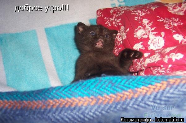 Котоматрица: доброе утро!!!