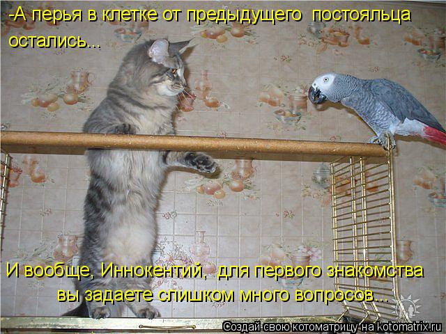 Котоматрица: -А перья в клетке от предыдущего  постояльца остались... И вообще, Иннокентий,  для первого знакомства вы задаете слишком много вопросов...