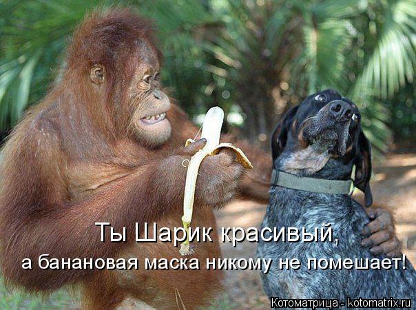 Котоматрица: Ты Шарик красивый, а банановая маска никому не помешает!