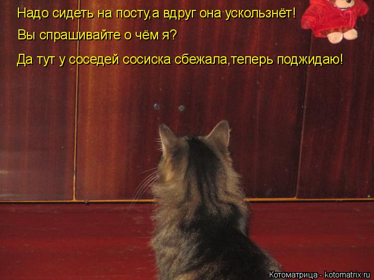 Котоматрица: Надо сидеть на посту,а вдруг она ускользнёт! Вы спрашивайте о чём я? Да тут у соседей сосиска сбежала,теперь поджидаю!