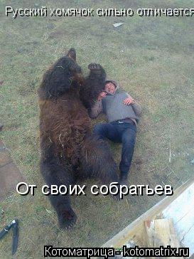 Русский хомячок сильно отличается От своих собратьев... Котоматрица: Русский хомячок сильно отличается От своих собратьев
