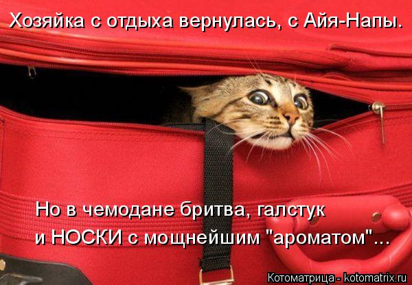 Котоматрица: и НОСКИ с мощнейшим "ароматом"... Но в чемодане бритва, галстук Хозяйка с отдыха вернулась, с Айя-Напы.