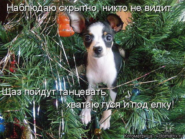 Котоматрица: Щаз пойдут танцевать, Наблюдаю скрытно, никто не видит. хватаю гуся и под елку!