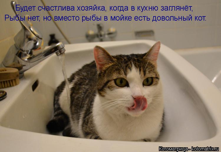Будет счастлива хозяйка, когда в кухню заглянёт, Рыбы нет, но вместо рыбы в мойке есть довольный кот.... Котоматрица: Будет счастлива хозяйка, когда в кухню заглянёт, Рыбы нет, но вместо рыбы в мойке есть довольный кот.