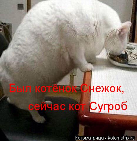 Был котёнок Снежок, сейчас кот Сугроб... Котоматрица: Был котёнок Снежок, сейчас кот Сугроб