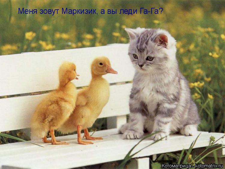 Меня зовут Маркизик, а вы леди Га-Га?... Котоматрица: Меня зовут Маркизик, а вы леди Га-Га?