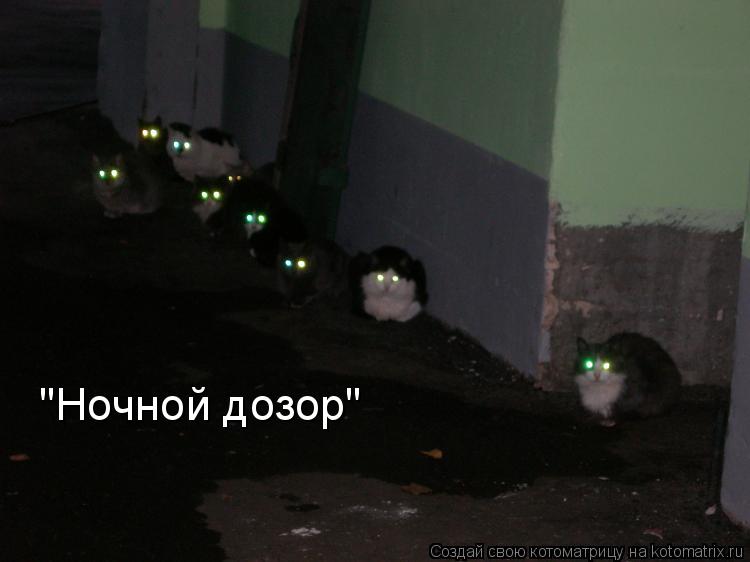 "Ночной дозор"... Котоматрица: "Ночной дозор"