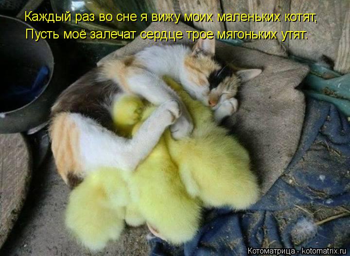 Каждый раз во сне я вижу моих маленьких котят, Пусть моё залечат сердце трое мягоньких утят.... Котоматрица: Каждый раз во сне я вижу моих маленьких котят, Пусть моё залечат сердце трое мягоньких утят.